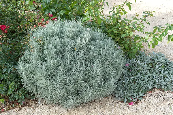 675073 - Plante curry (Helichrysum italicum 'Silbernadel')