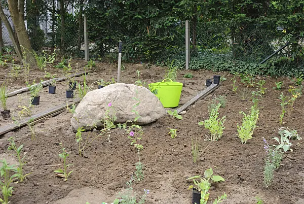 518004 - Planting a perennial bed