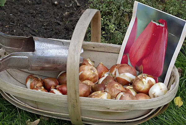 463087 - Planting tulip bulbs (1)
