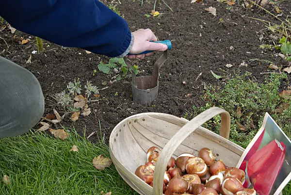 463088 - Planting tulip bulbs (2)
