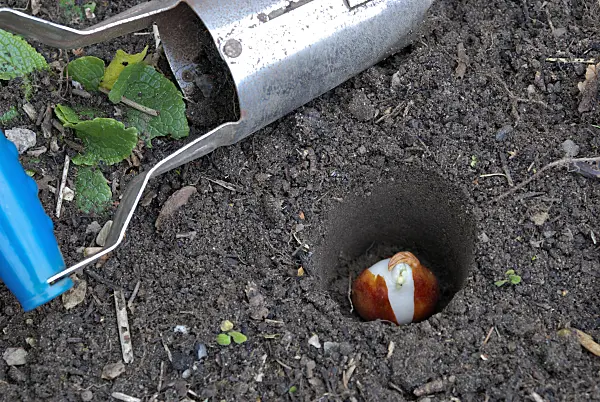 463089 - Planting tulip bulbs (3)