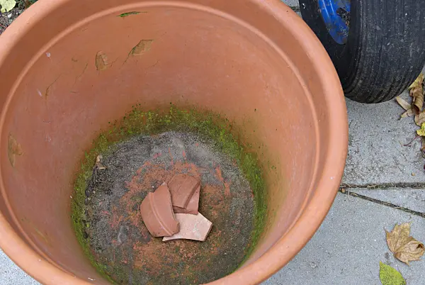 463090 - Planting tulip bulbs in a flower pot (1)