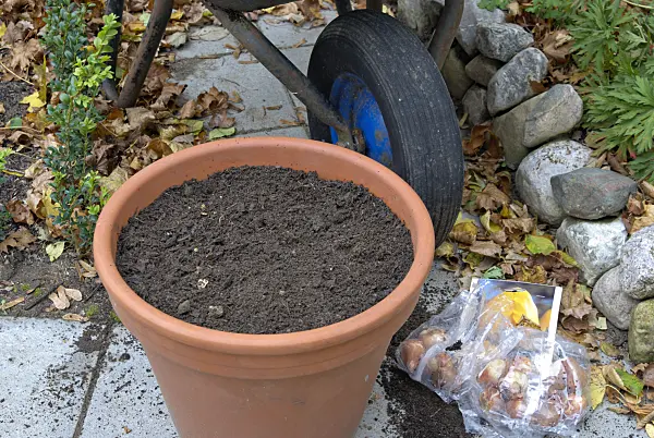 463093 - Planting tulip bulbs in a flower pot (4)