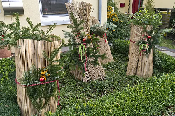 527037 - Plants with winter protection in a front garden
