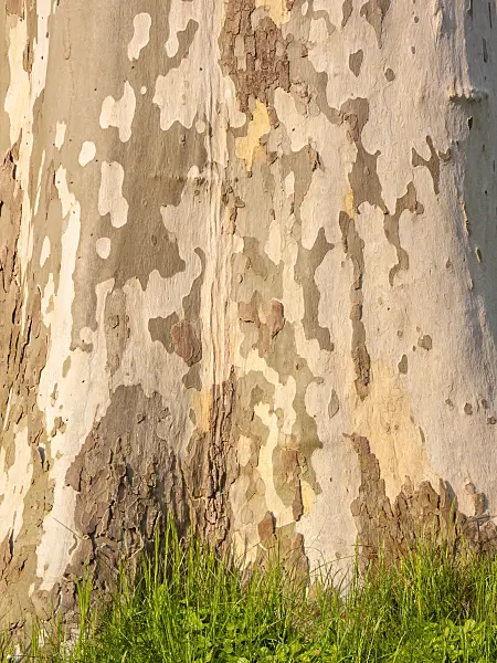 412068 - Platane commun (Platanus x hispanica)