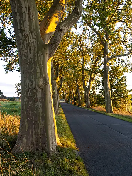 429111 - Platane commun (Platanus x hispanica)