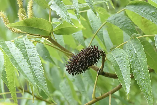 575199 - Platycarya strobilacea