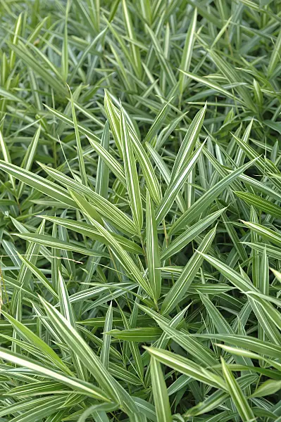517084 - Pleioblastus variegatus syn. Arundinaria variegata