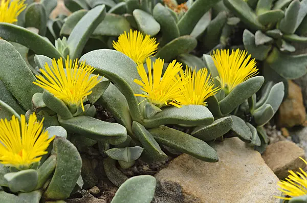 524122 - Pleiospilos compactus