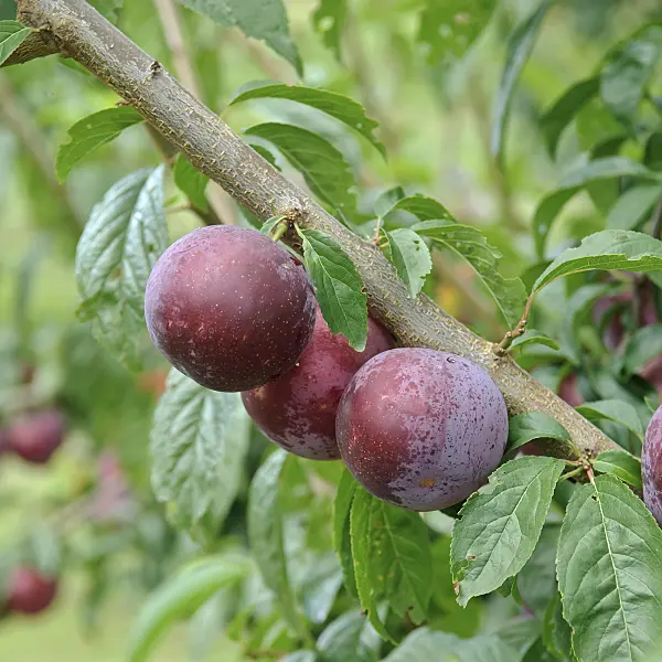 502365 - Plum (Prunus domestica 'Anatolia')