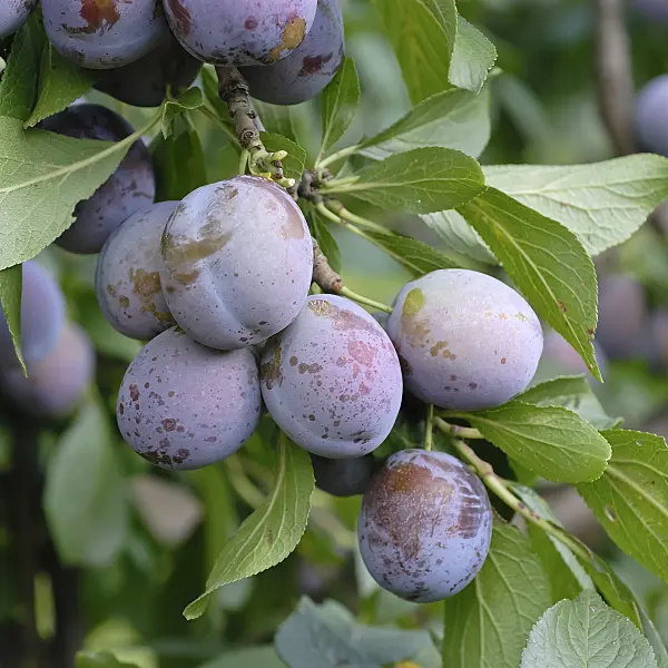 471443 - Plum (Prunus domestica 'Anna Späth')