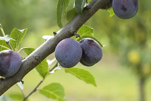 616080 - Plum (Prunus domestica 'Anna Späth')