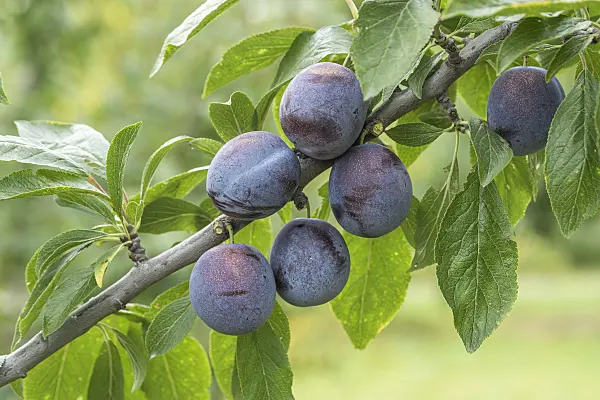 616081 - Plum (Prunus domestica 'Anna Späth')