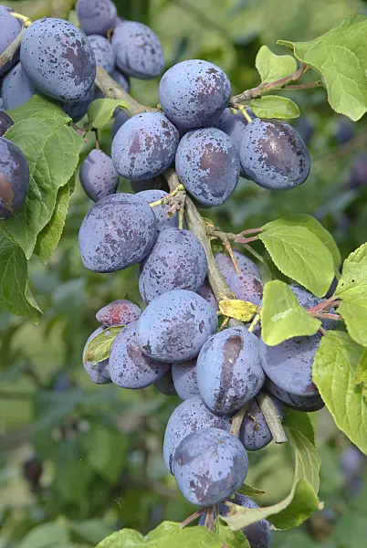 502366 - Plum (Prunus domestica 'Auerbacher')