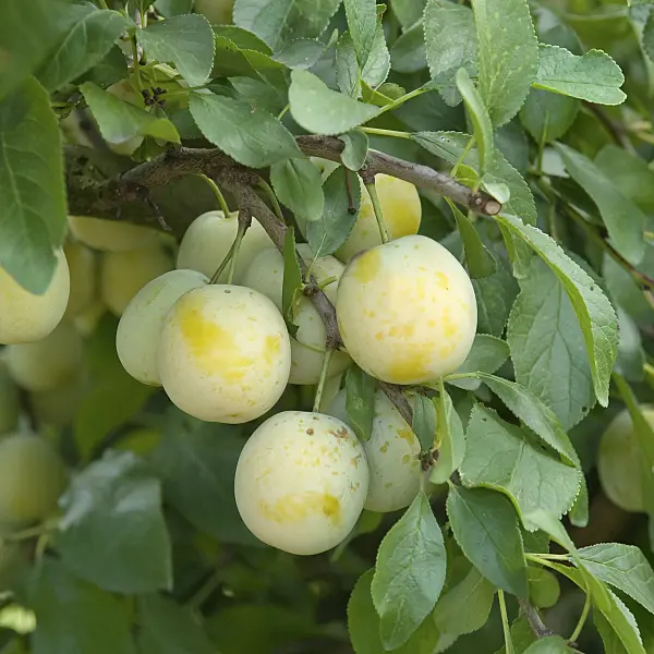 502367 - Plum (Prunus domestica 'Bellamira')
