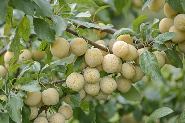 535359 - Plum (Prunus domestica 'Bellamira')
