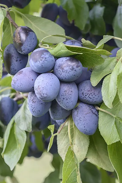 547234 - Plum (Prunus domestica 'Chrudimer')