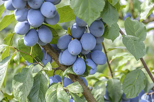 575227 - Plum (Prunus domestica 'Elena')