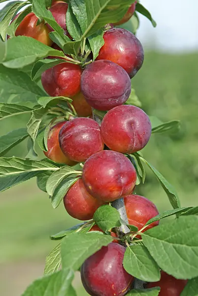 502368 - Plum (Prunus domestica 'Emma')