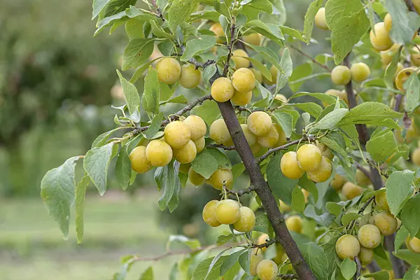 535360 - Plum (Prunus domestica 'Haferpflaume')