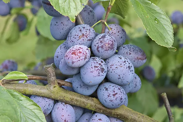 502369 - Plum (Prunus domestica 'Hanita')