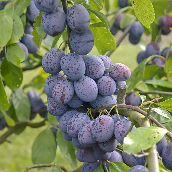 502370 - Plum (Prunus domestica 'Hanita')