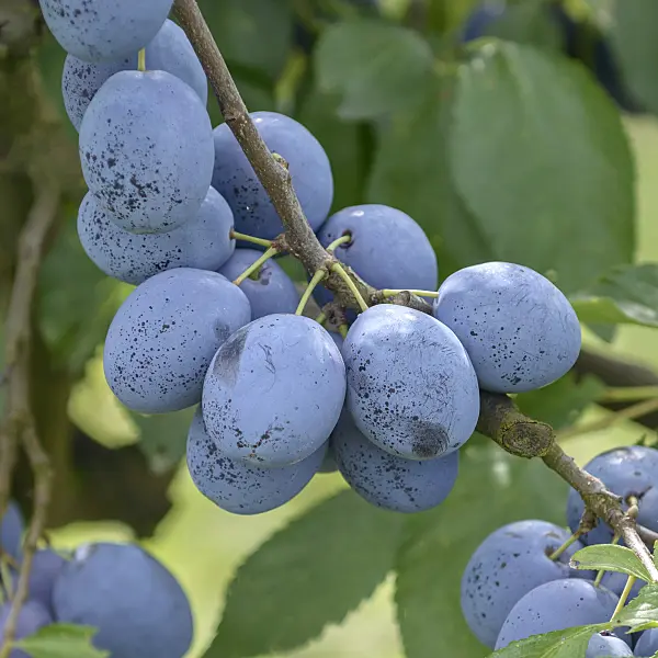 535362 - Plum (Prunus domestica 'Hanita')