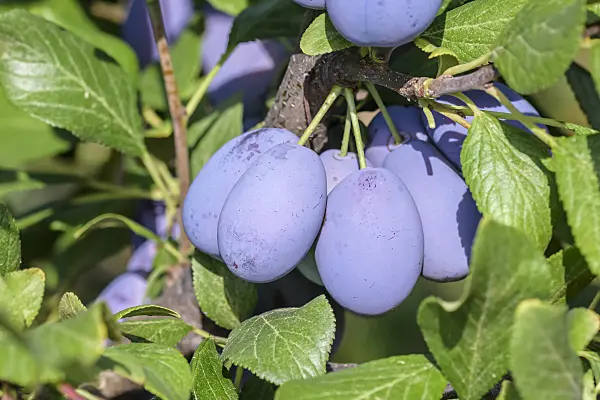 575230 - Plum (Prunus domestica 'Haroma')