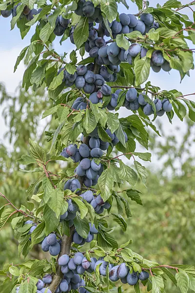 575231 - Plum (Prunus domestica 'Haroma')