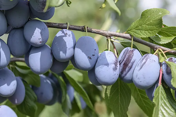 575232 - Plum (Prunus domestica 'Haroma')