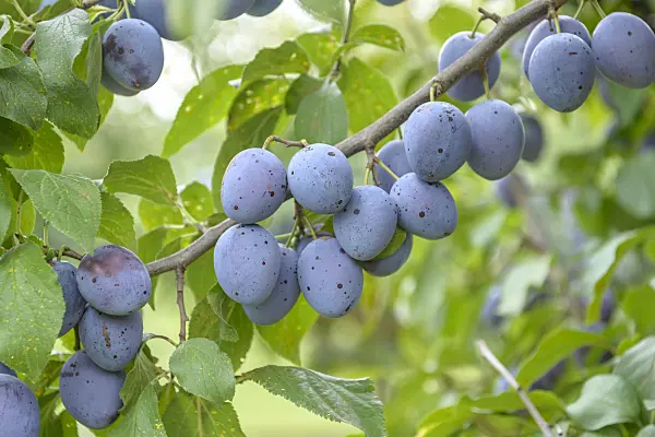 575233 - Plum (Prunus domestica 'Hauszwetsche')