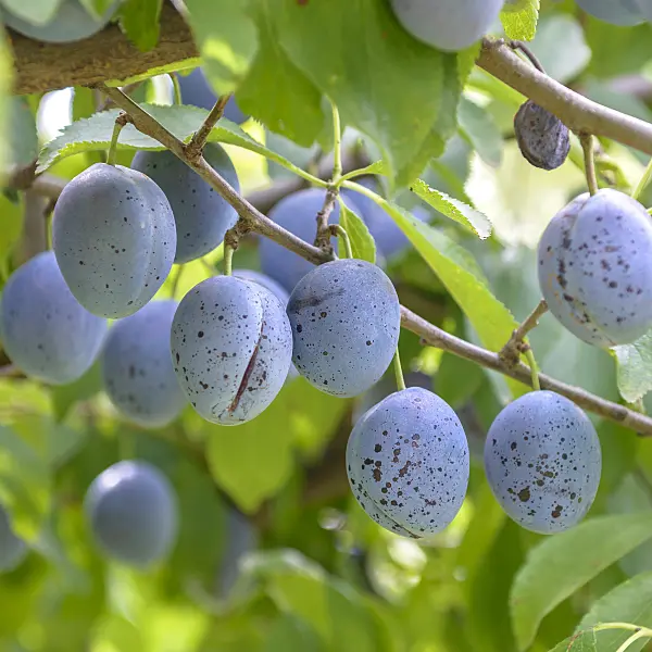 575234 - Plum (Prunus domestica 'Italienische Zwetsche')