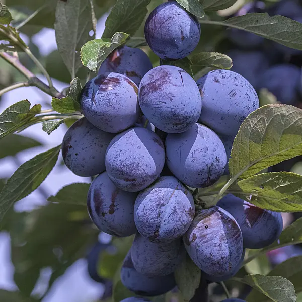 616084 - Plum (Prunus domestica 'Italienische Zwetsche')
