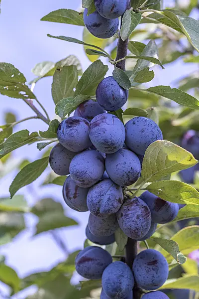 616085 - Plum (Prunus domestica 'Italienische Zwetsche')