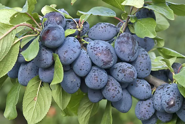 502371 - Plum (Prunus domestica 'Jojo')