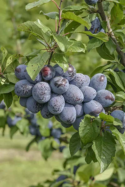 535363 - Plum (Prunus domestica 'Jojo')