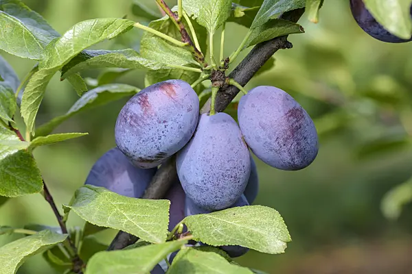 575235 - Plum (Prunus domestica 'Jojo')
