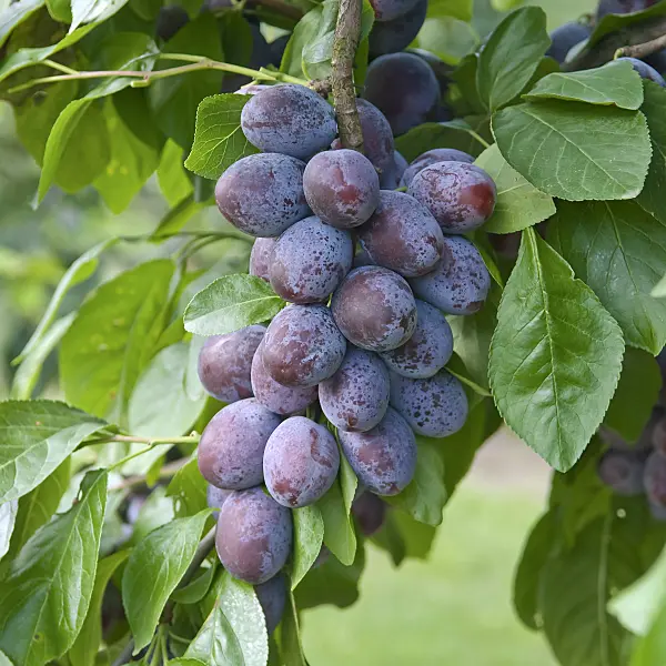 502372 - Plum (Prunus domestica 'Katinka')
