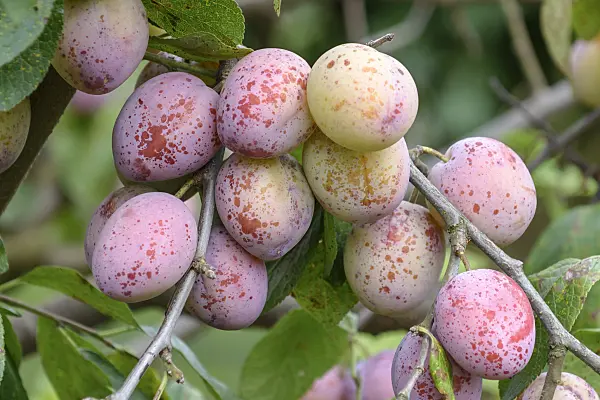 535364 - Plum (Prunus domestica 'Königin Viktoria')