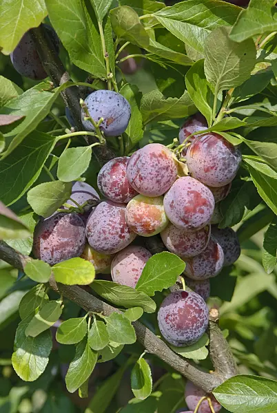 502373 - Plum (Prunus domestica 'Opal')