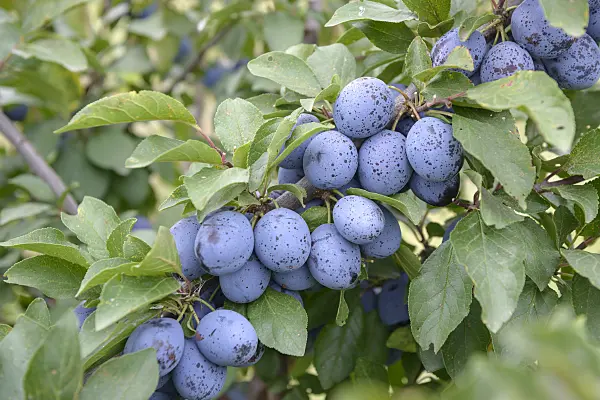 535372 - Plum (Prunus domestica 'Plumtastic')