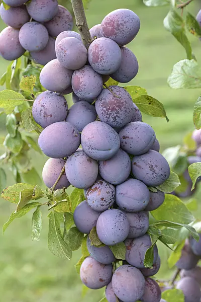 535366 - Plum (Prunus domestica 'President')