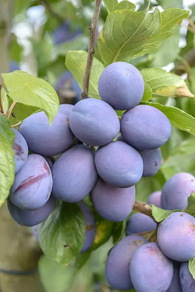 575237 - Plum (Prunus domestica 'President')