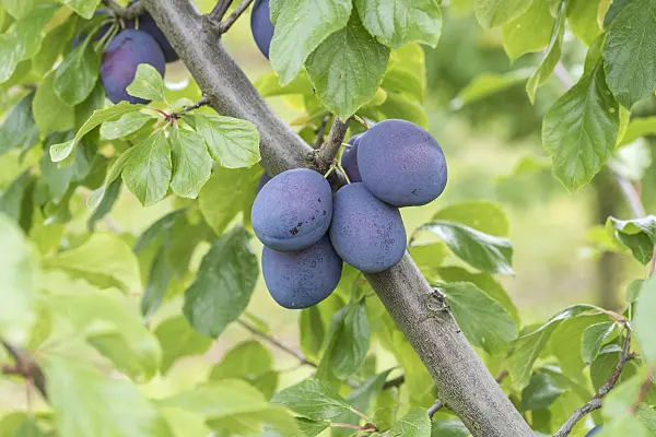 616087 - Plum (Prunus domestica 'President')