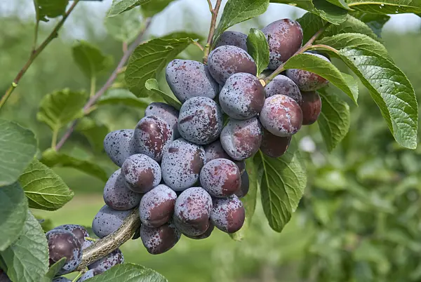 502374 - Plum (Prunus domestica 'Tegera')