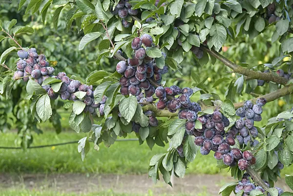 502375 - Plum (Prunus domestica 'Tegera')