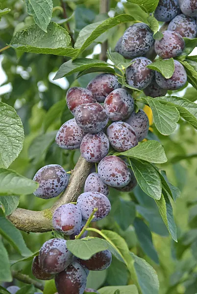 502376 - Plum (Prunus domestica 'Tegera')