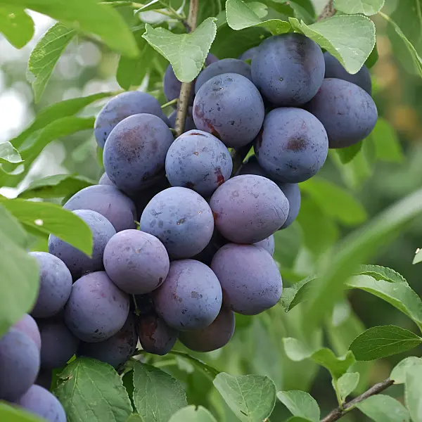 454057 - Plum (Prunus domestica 'The Czar')