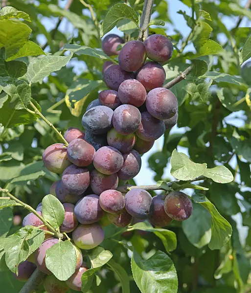 502377 - Plum (Prunus domestica 'The Czar')