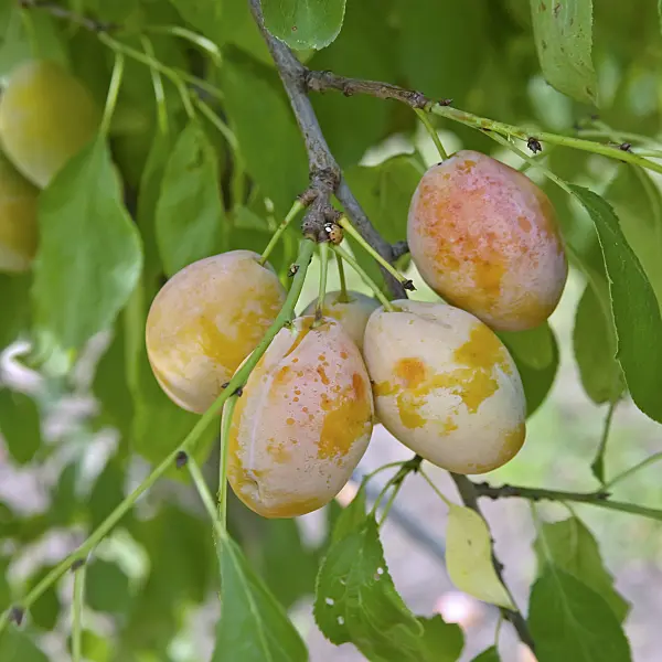 502378 - Plum (Prunus domestica 'Tipala')